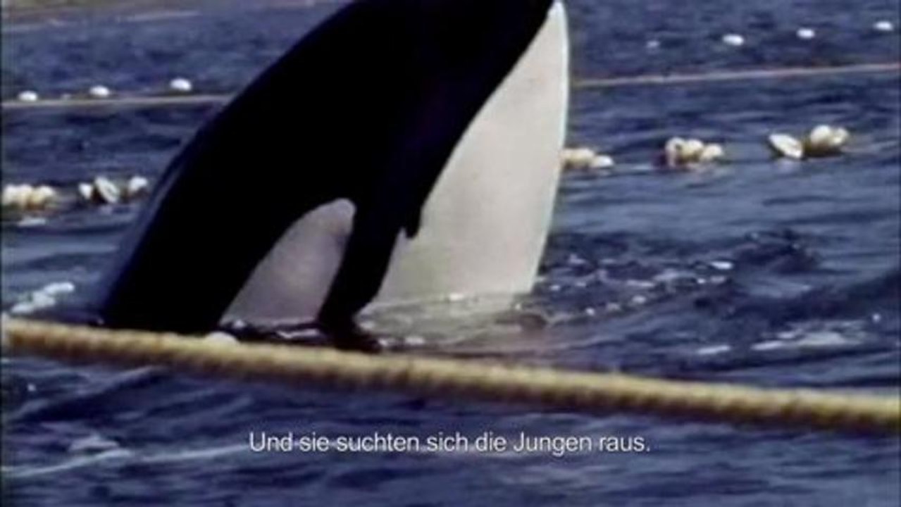 Blackfish - Clip  Wale haben ein ausgeprägtes Sozialverhalten (OmU) HD