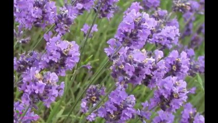 J P GAULTIER Le Beau მამაკაცის ტუალეტის წყალი სპრეი