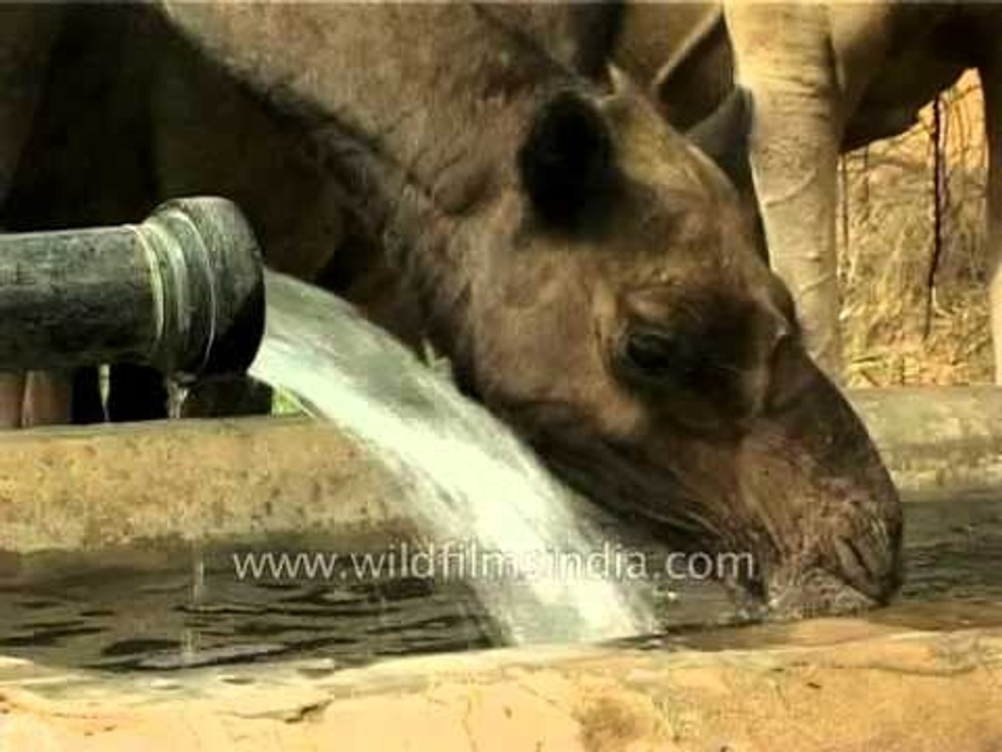 ⁣Herd of camels drinking water