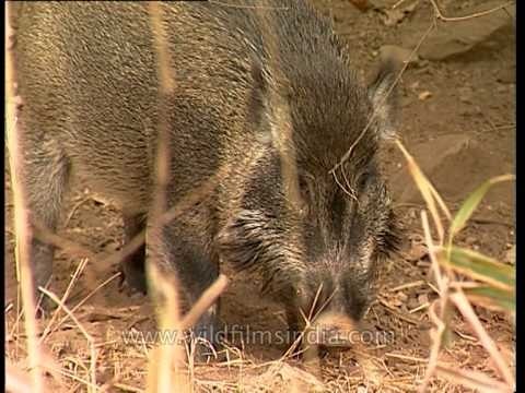 Wild boars at Sariska National Park, Rajasthan