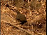 Spurfowl at Sariska National Park, Rajasthan