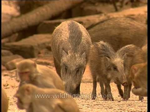 Wild Boars foraging in Sariska National Park