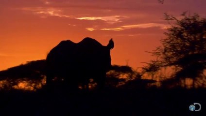 Man standing alone in front of pissed off Black Rhino !!