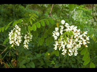 muazzez  ersoy   akasyalar açarken