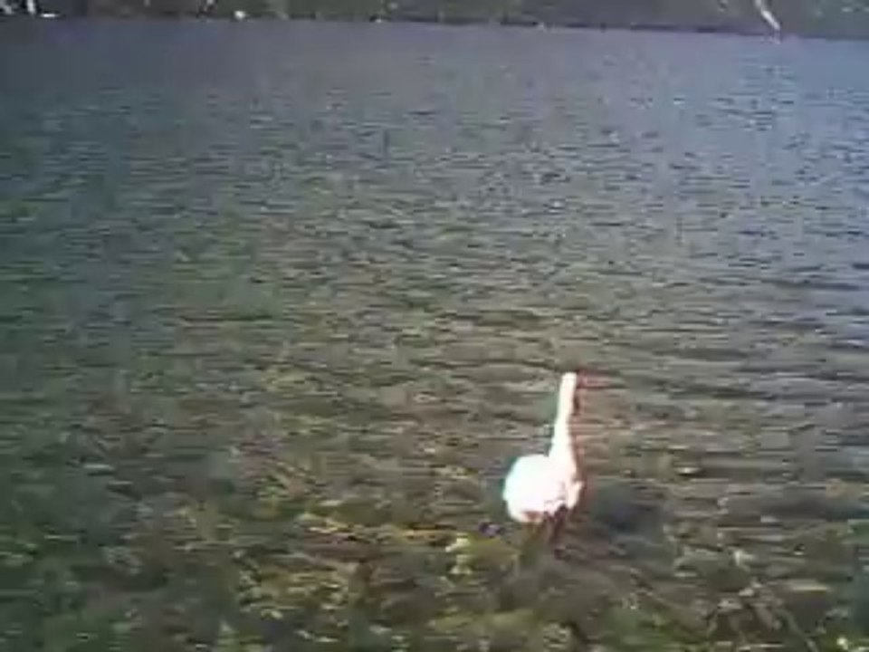 VIDeoCygne2013sept20PHTO0028