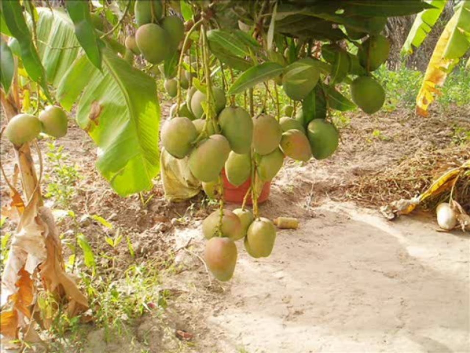 We afi bless / Gaïndé nouha