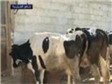 حصار غوطة دمشق يهدد خُمس الثروة الحيوانية