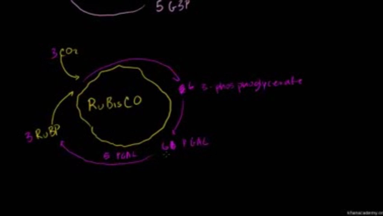 Bio 33 C 4 Photosynthesis Urdu