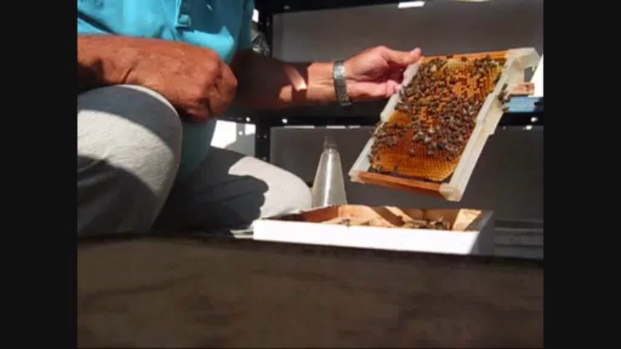 balkondaki ana arı kutusu ekim 2013 kontrolü