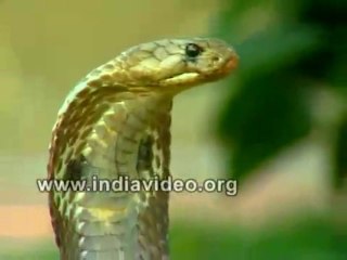 Snake Charmer Cobra India