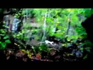 étrange créatures.(mini.compile)