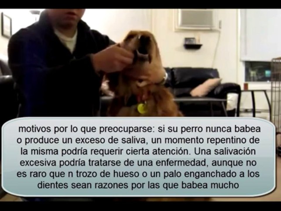 Como Controlar Exceso De Saliva Del Perro