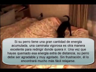 Como Entrenar A Tu perro Sobreexitado Hoy