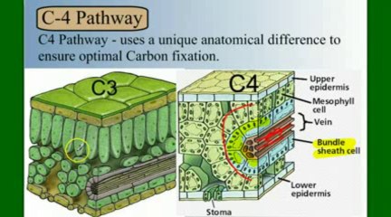 Photosynthesis Part 5- C4 and CAM