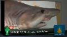 Top Média : un requin échoué dans le Morbihan