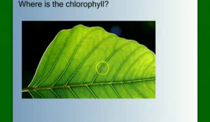 Photosynthesis Part 1- An Overview