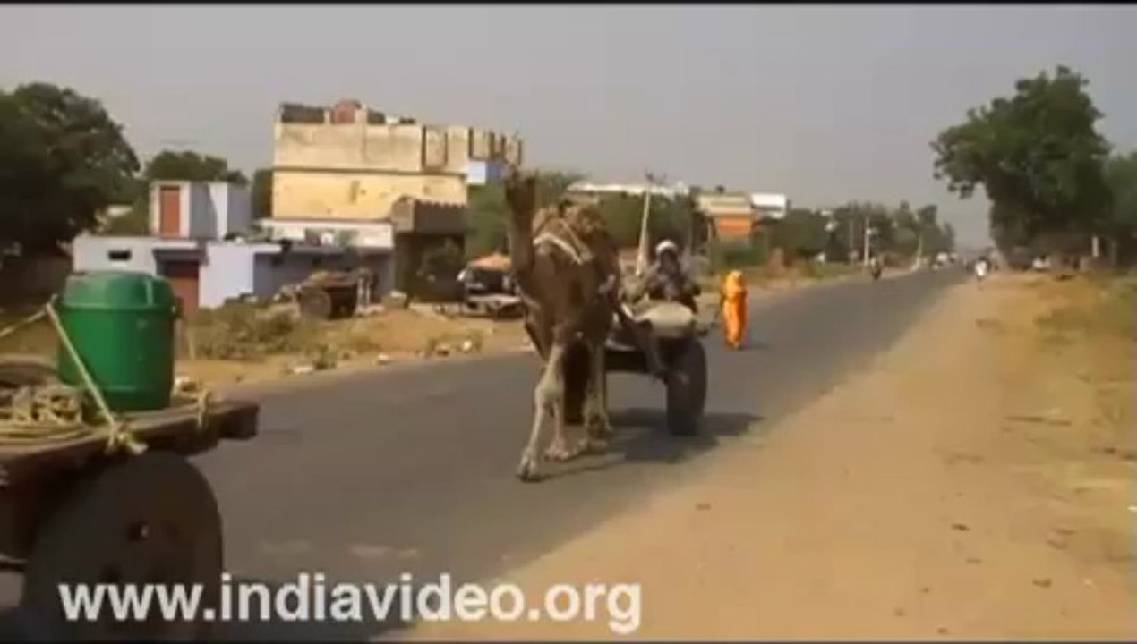 Camel Safari Jaipur Rajasthan