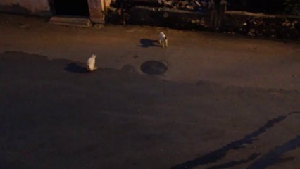 Kedilerin Sokak Dövüşü - İskenderun