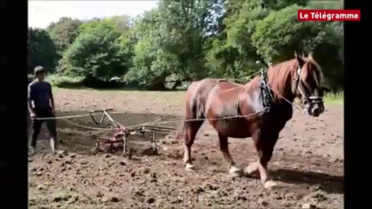 Plounéour-Menez (29). Labour à cheval à l'abbaye du Relec