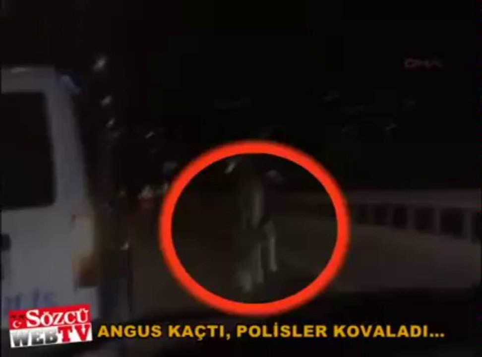 Otoyolda bir angus