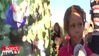 Bu çocuklara yazık değil mi: Okul yerine tarla