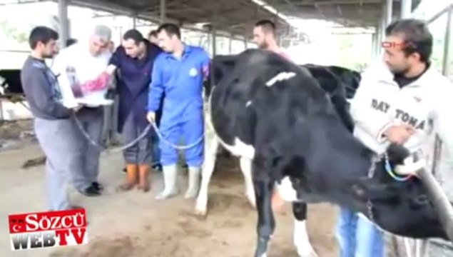 Kurbanlara gebelik testi