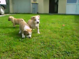 vidéo du 26.09.2013 des 4 frangines ...