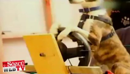 Artık köpekler de araba kullanabilecek