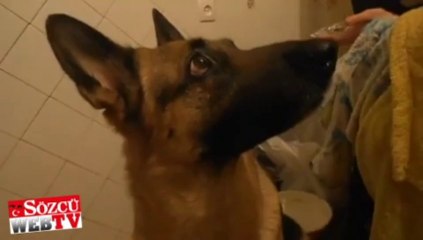 Komut ile yüzünü değiştiren köpek