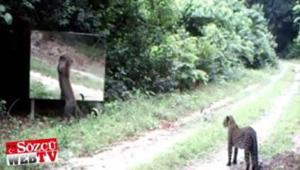 Leoparların aynayla imtihanı