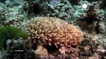 Panorámicas para preservar los arrecifes de coral