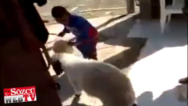 Kuzu’dan dayak yiyen çocuk