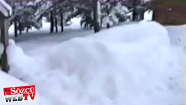 Kendini geyik zanneden köpek