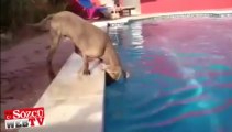 Bir köpeğin havuzla imtihanı