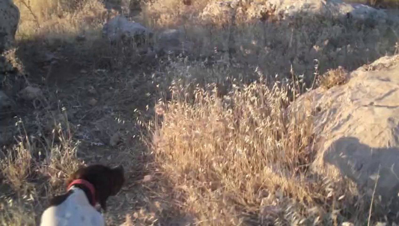 carlos bıldırcın ferma 4