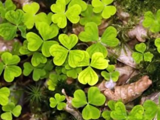 A new journey you raise me up Celtic Women