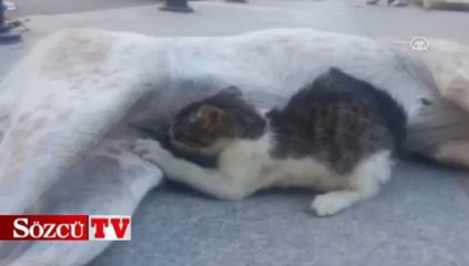 Köpek kedinin süt annesi oldu