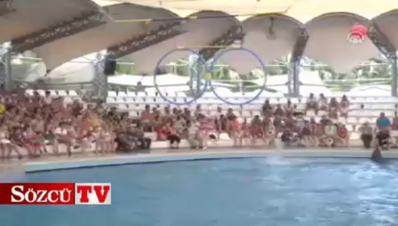 Dans eden hayvanlar