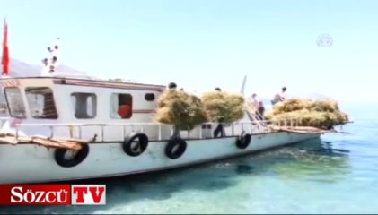Balıkçı tekneleri ile ot taşıyorlar