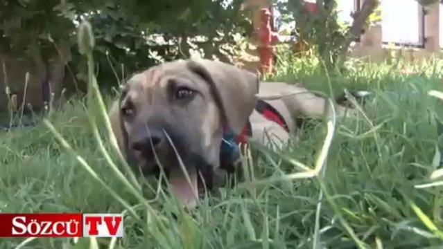 Şero’ya arkadaş geldi