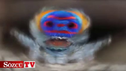 Bu örümcek dans ediyor