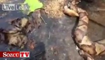 Yılanın kopuk başı kendi bedenini soktu