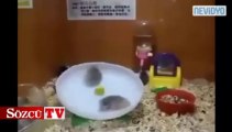 Hamsterların ilginç eğlencesi