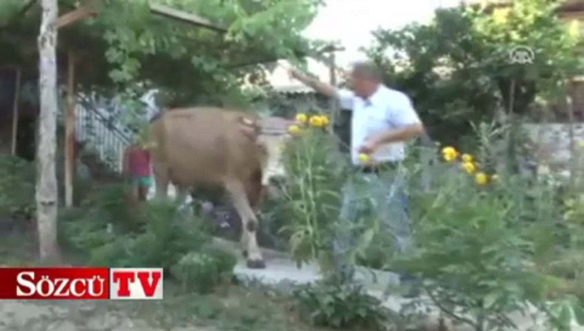Bu filmin başrol oyuncusu “Sarı inek” - Dailymotion Video