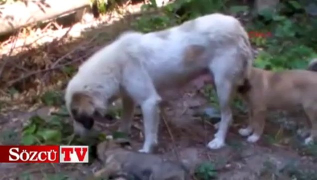 Ölen yavrusunun başından ayrılmadı