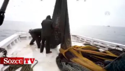 Denizin haylaz çocukları