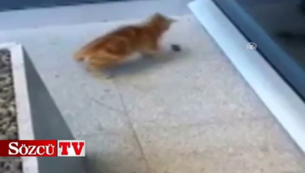 Kedi ile yılanın kavgası