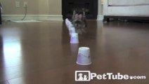 Pup with Some Moves