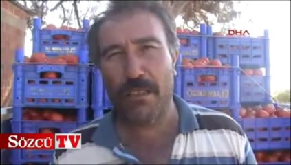 Çanakkale domatesi hayvan yemi oldu