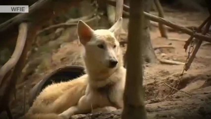 JUST DESSERTS: Woman Repeatedly Convicted of Animal Abuse Eaten By Own Dogs